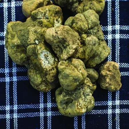 Barbera - Pesce- By Interhome *