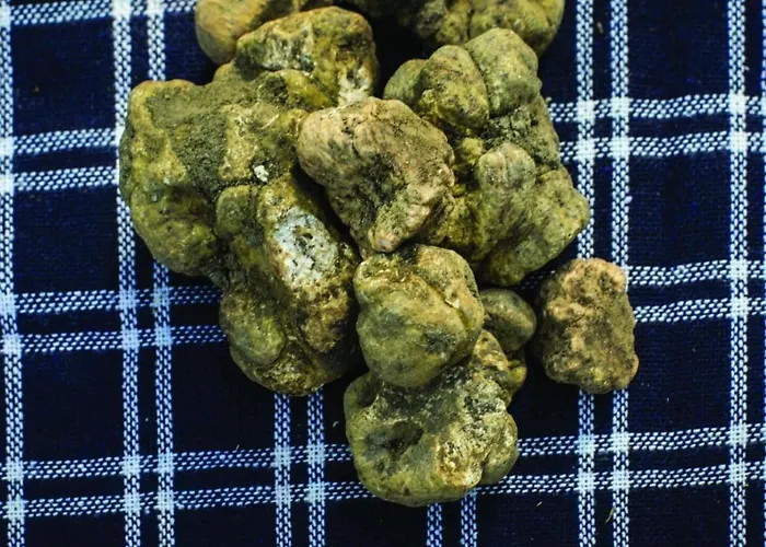 Barbera - Pesce- By Interhome *